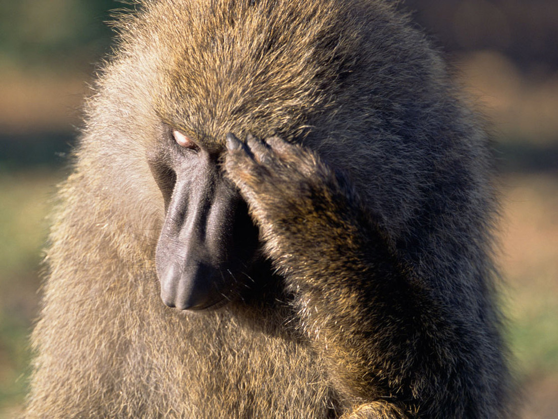 A pensive baboon